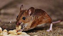 24 Hour & Emergency Exterminators in Garland, NC